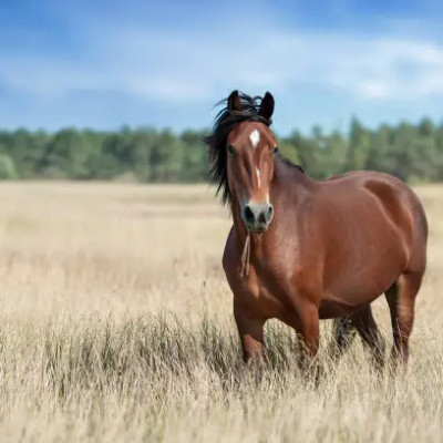 Mountain Trail Adventures