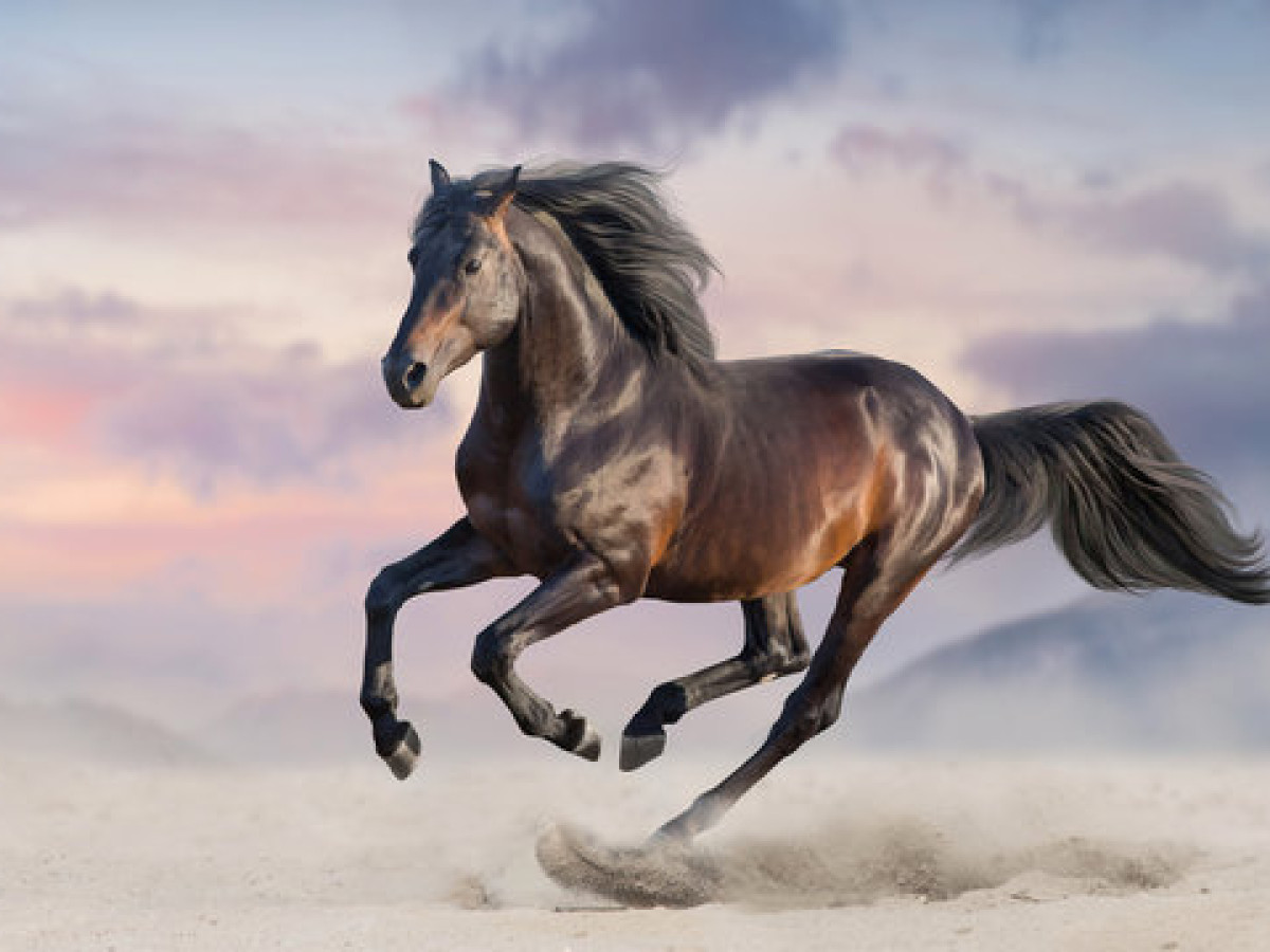 Host image thumbnail 1