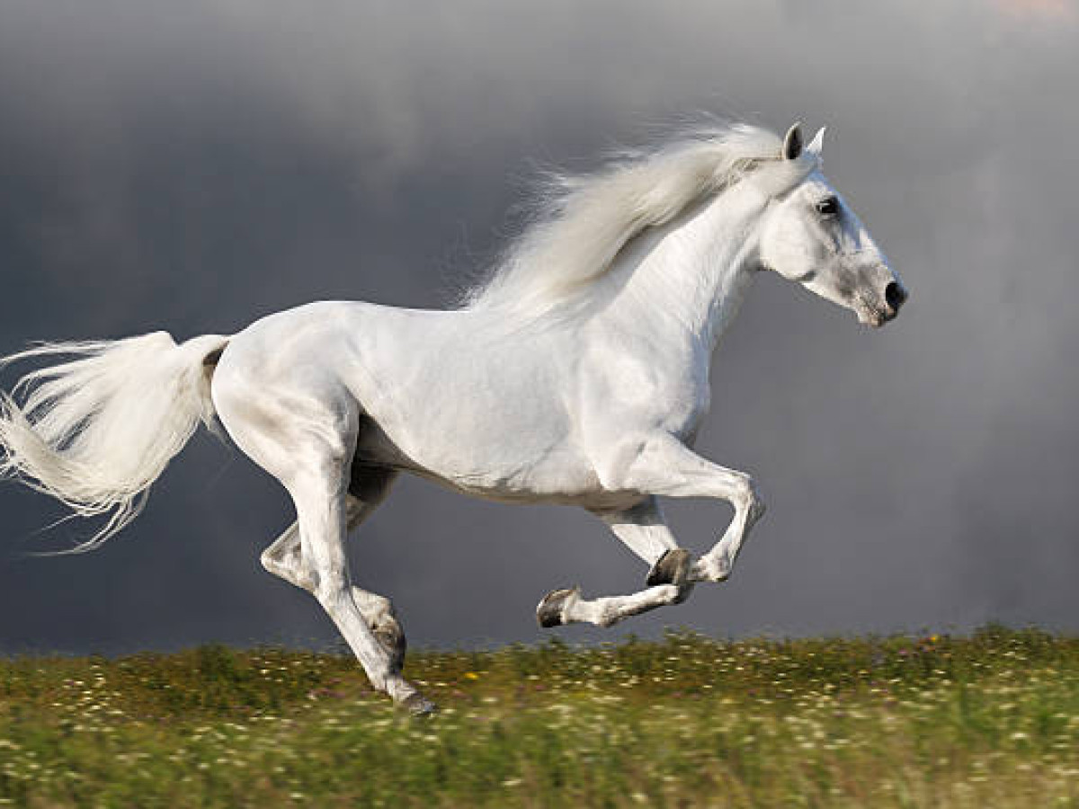 Host image thumbnail 3