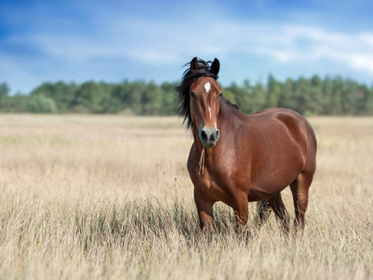 Trail ride thumbnail 2