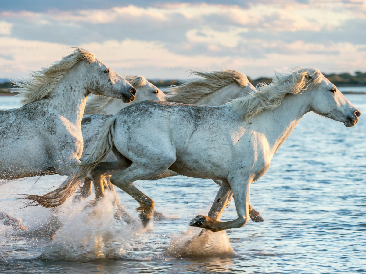 Trail ride thumbnail 3