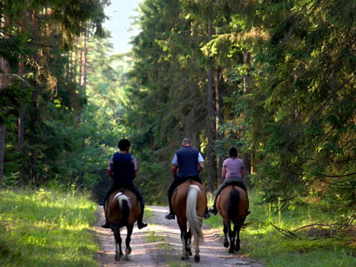 Trail ride thumbnail 2