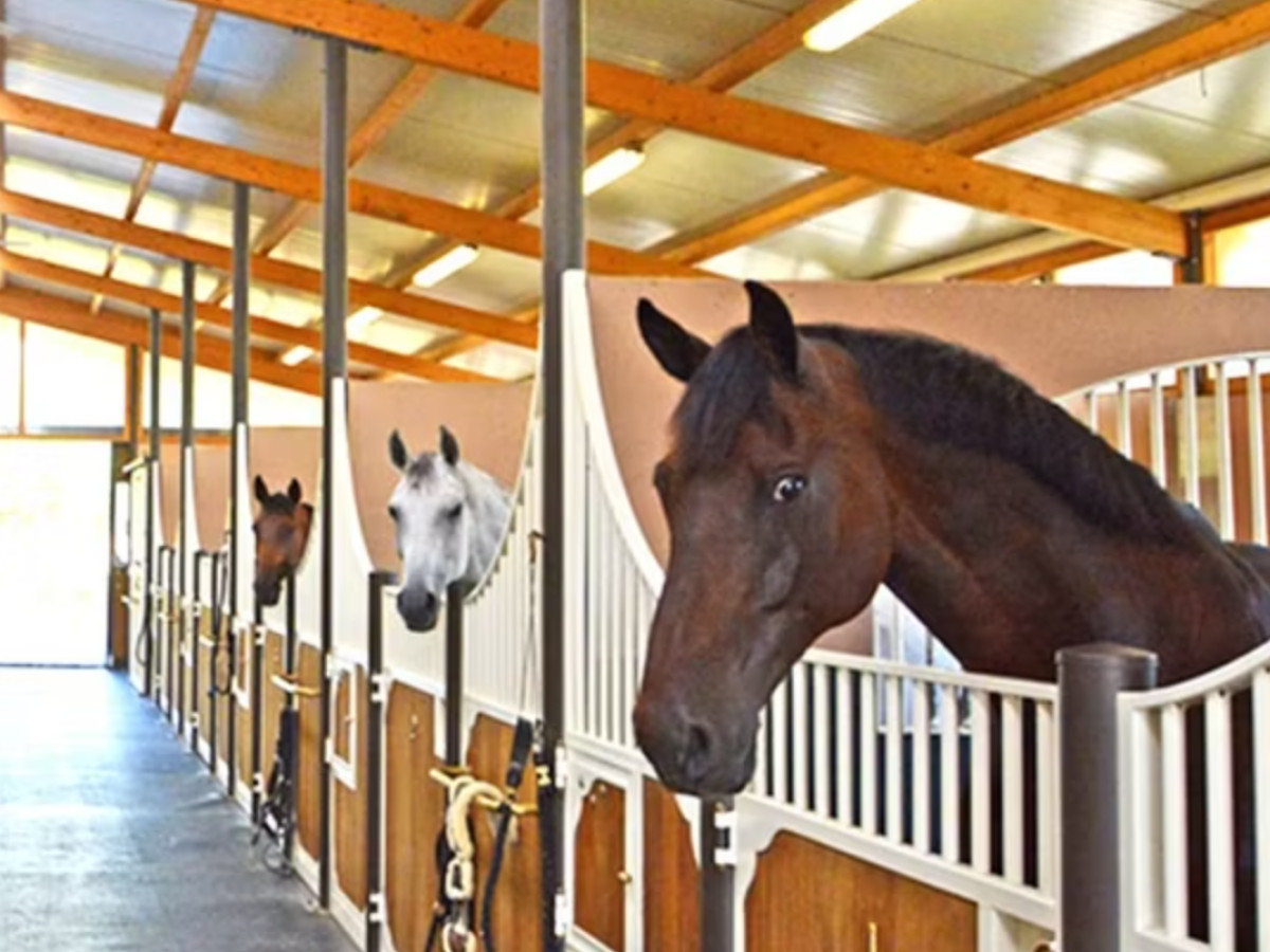 Trail ride thumbnail 1